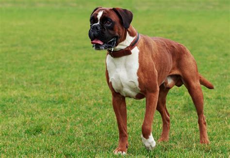 boxer dogs personality and behavior.